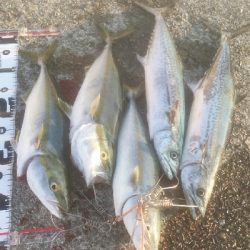 久々の地元 サゴシも登場!