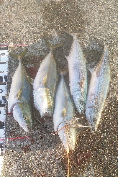 久々の地元　サゴシも登場！