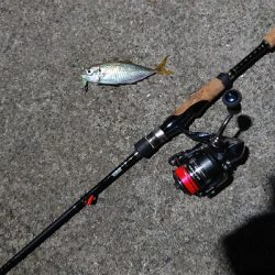 新子の調査に行ったのですが…