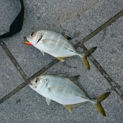 心頭メッキ釣り