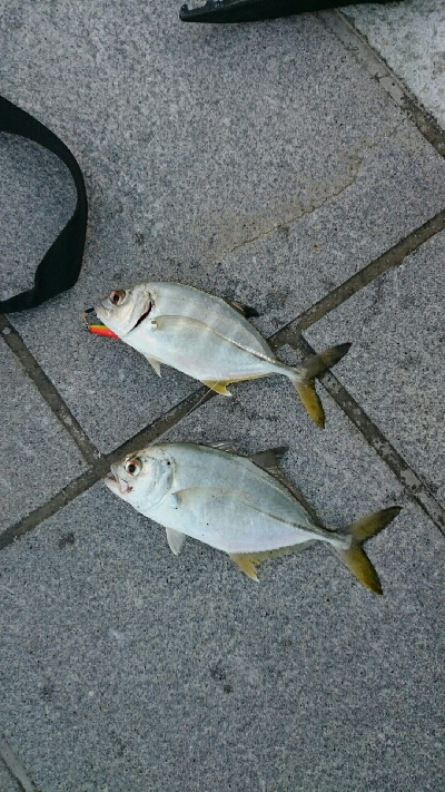 心頭メッキ釣り