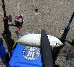 台風前の爆風釣行