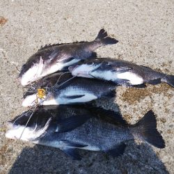 久しぶりによく釣れた気がした！