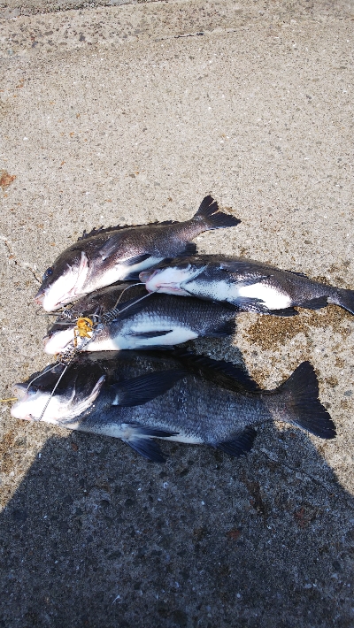 久しぶりによく釣れた気がした！