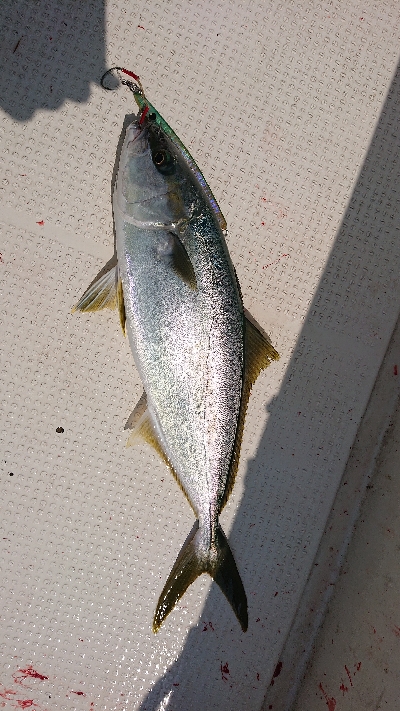 ヒラマサ大漁(他の人が)