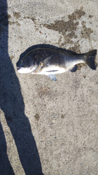 なんとか年無し？