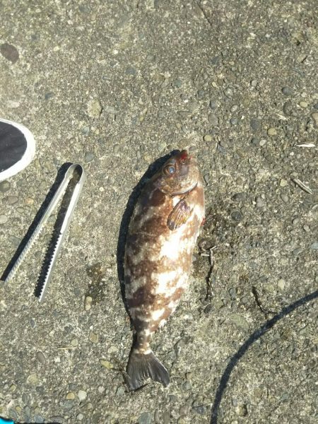 大磯港で団子釣り