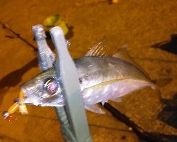 やっぱりアジングが楽しい！