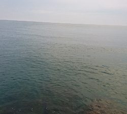 アオリイカ MAX16㎝!!