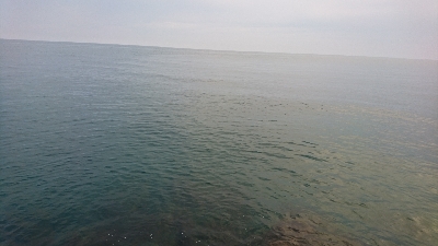 アオリイカ MAX16㎝!!