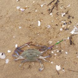 令和の初マゴチ