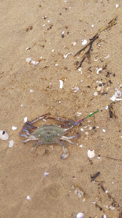 令和の初マゴチ