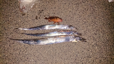 F4 が普通に獲れました・・・