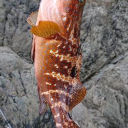 ロックフィッシュ