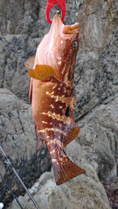 ロックフィッシュ