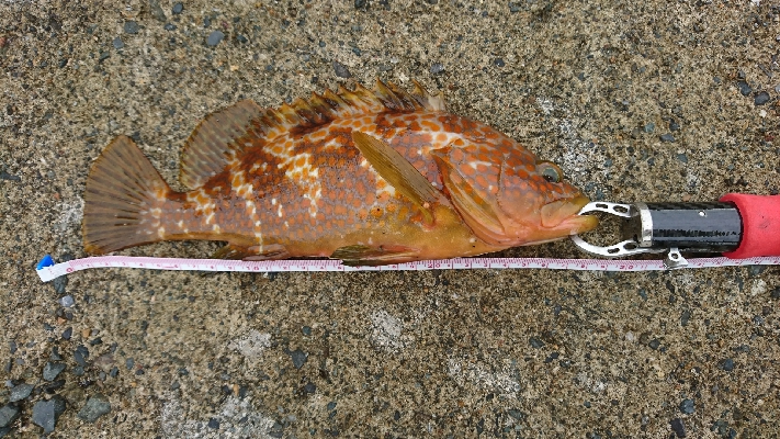 マイクロジギングオンリー