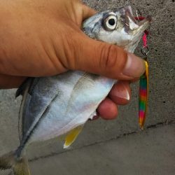 タイガーフィッシュ