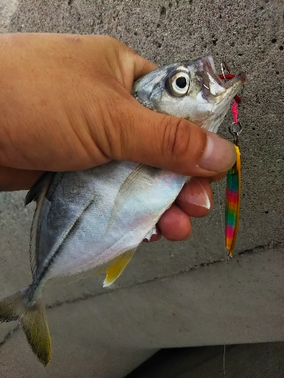 タイガーフィッシュ