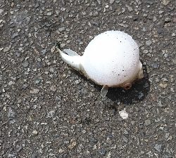 シーバス釣れないから