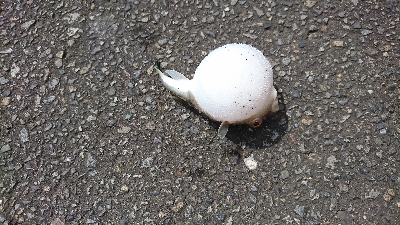 シーバス釣れないから