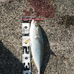 日中に青物調査