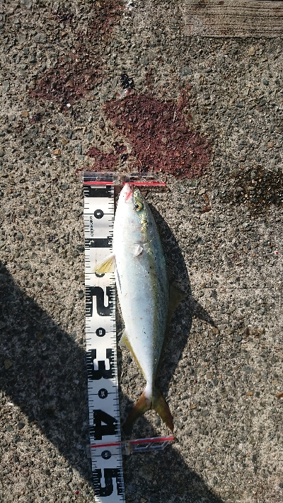 日中に青物調査