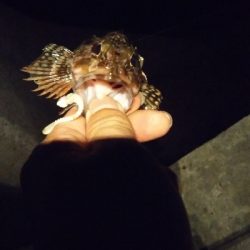 アジングダヨーン