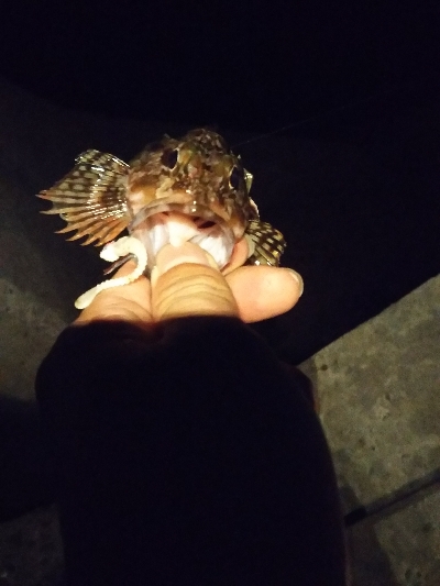 アジングダヨーン