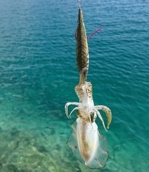 エギング釣行その42