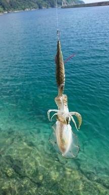 エギング釣行その42