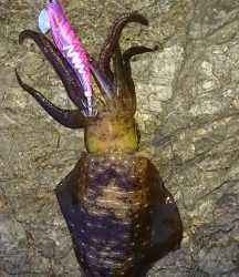 エギング釣行その45