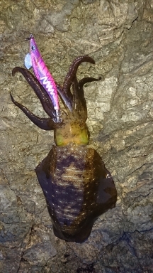 エギング釣行その４５