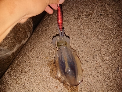 今日もエギング