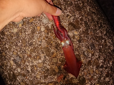 またまたエギング