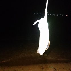 仕事終わりエギング