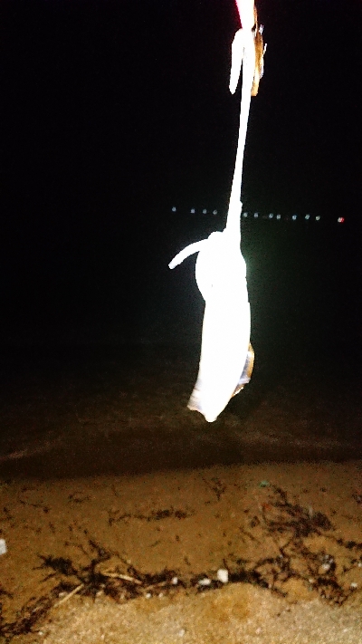 仕事終わりエギング