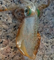 朝マヅメエギング