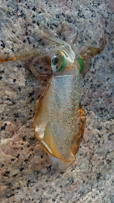 朝マヅメエギング