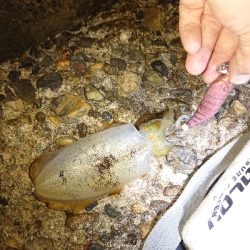 仕事帰りのエギング