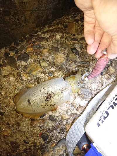 仕事帰りのエギング