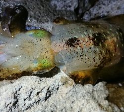 仕事終わりエギング