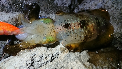 仕事終わりエギング