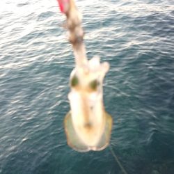 朝マヅメエギング