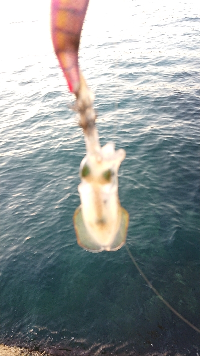 朝マヅメエギング