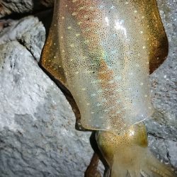 朝マヅメ狙いエギング