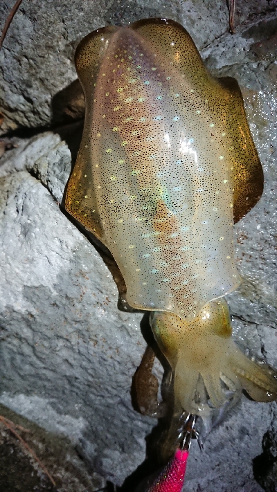 朝マヅメ狙いエギング