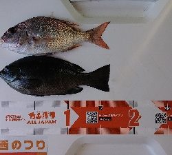 キス釣り、五目釣り