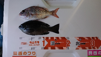 キス釣り、五目釣り