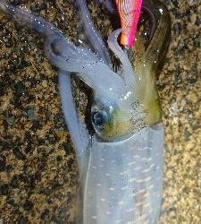 台風の後、強風でしたが…