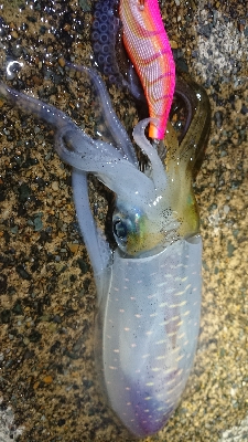 台風の後、強風でしたが…